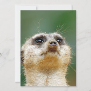 Meerkat 12 feiertagskarte