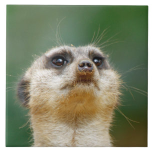 Meerkat 12 fliese