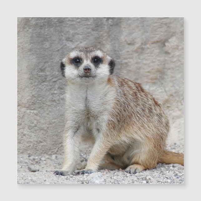 Meerkat 134 magnetkarte (Vorderseite)