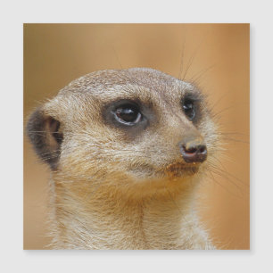 Meerkat 154 magnetkarte