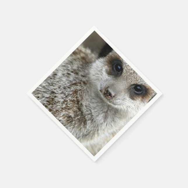 meerkat-16.jpg serviette (Ecke)