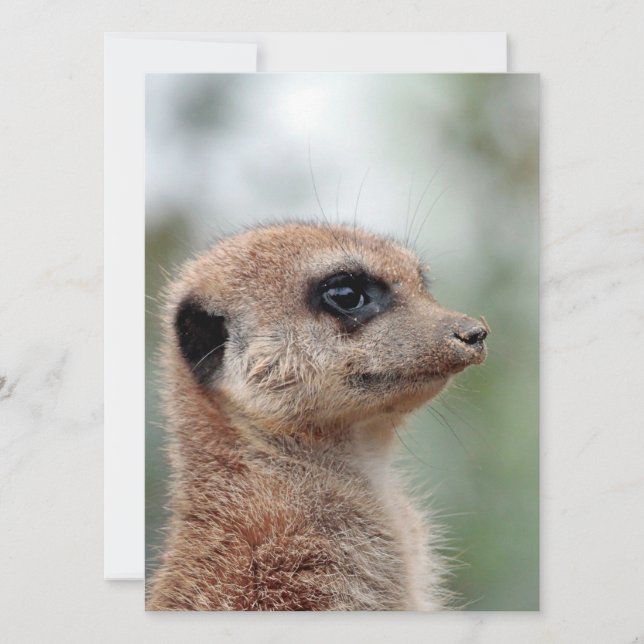 Meerkat 180 feiertagskarte (Vorderseite)