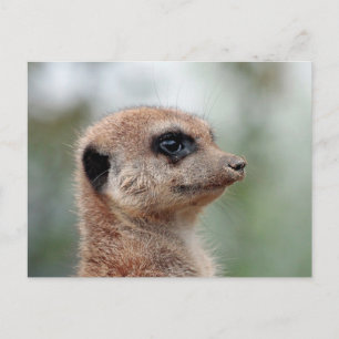 Meerkat 180 postkarte