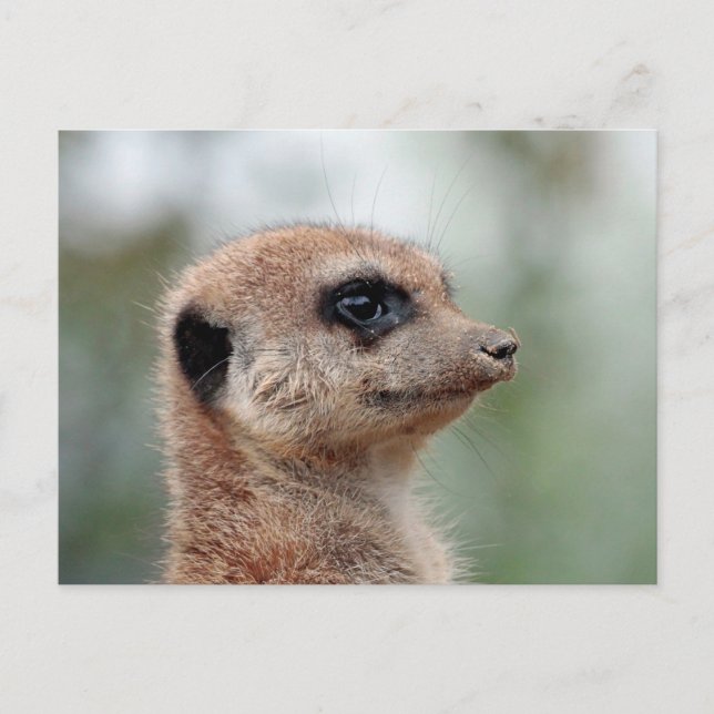 Meerkat 180 postkarte (Vorderseite)