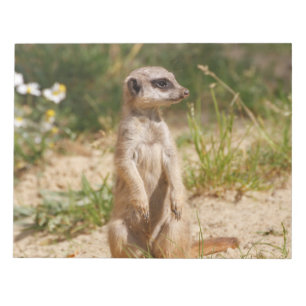 Meerkat 2014-0901 notizblock