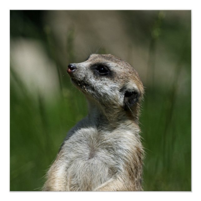 Meerkat_2014_1006 Poster (Vorderseite)