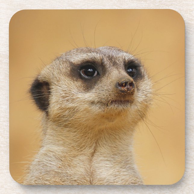 Meerkat 2014-1101 untersetzer (Vorderseite)