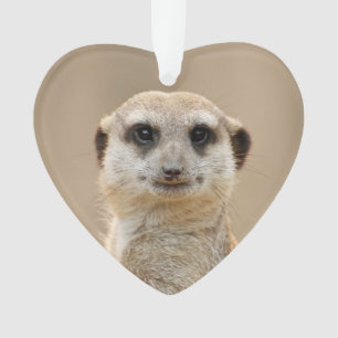 Meerkat_2015_0211 remains the same as it's likely ornament