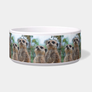 Meerkat_2015_0410 Napf