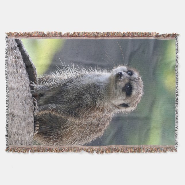 Meerkat_20171101_by_JAMFoto Decke (Vorderseite)