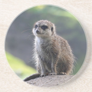 Meerkat_20171101_by_JAMFoto Untersetzer