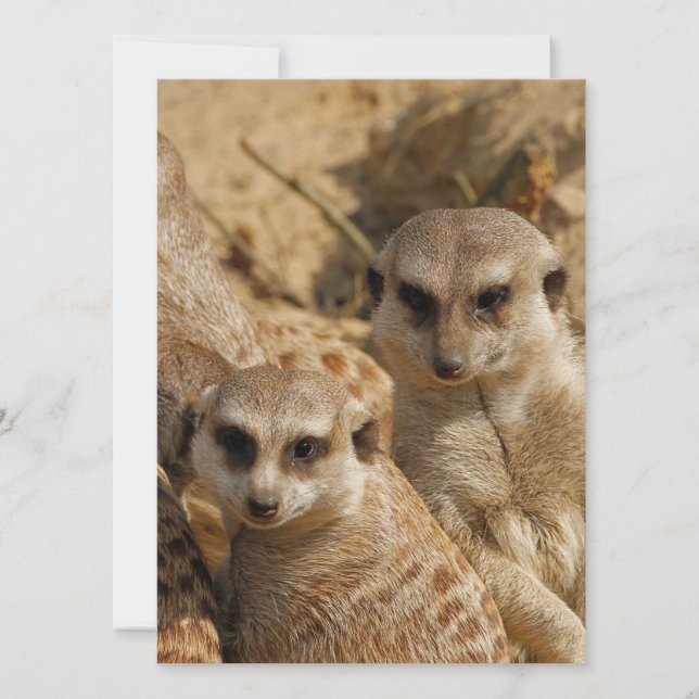 Meerkat 39 feiertagskarte (Vorderseite)