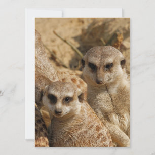Meerkat 39 feiertagskarte