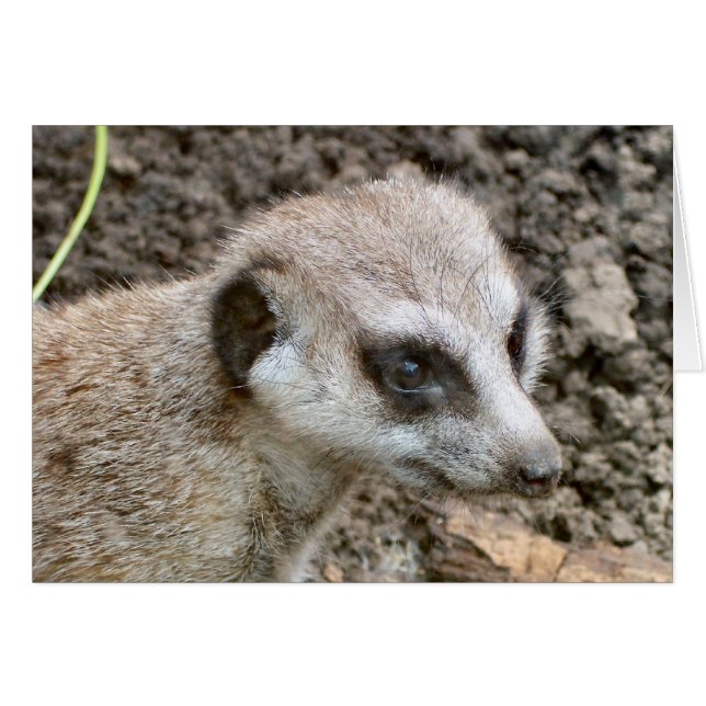 Meerkat #5 (Vorderseite (Horizontal))