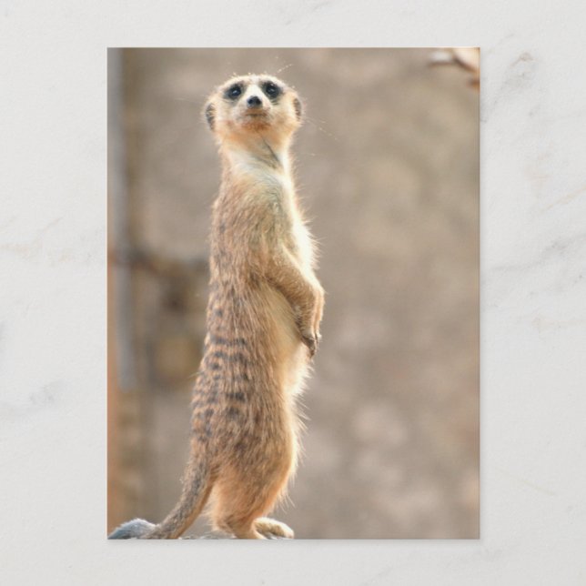 Meerkat Achtung Postkarte (Vorderseite)