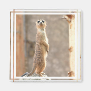 Meerkat am Aufmerksamkeits-Magneten Magnet