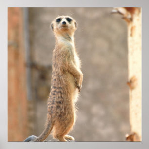 Meerkat am Aufmerksamkeits-Plakat Poster