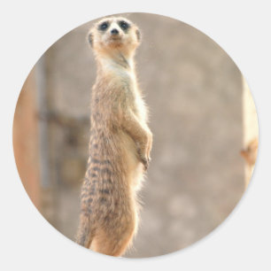 Meerkat an den Aufmerksamkeits-Aufklebern Runder Aufkleber