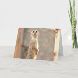 Meerkat an der Aufmerksamkeits-Gruß-Karte Karte