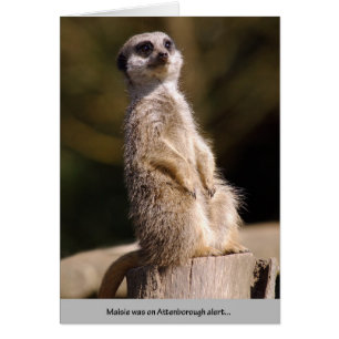 Meerkat Attenborough Alarm