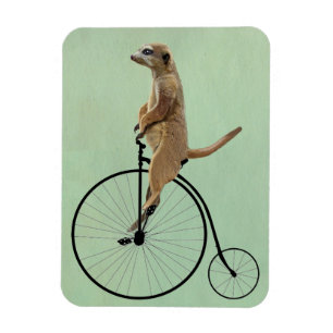 Meerkat auf Black Penny Farthing 2 Magnet