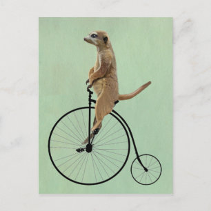 Meerkat auf Black Penny Farthing 2 Postkarte