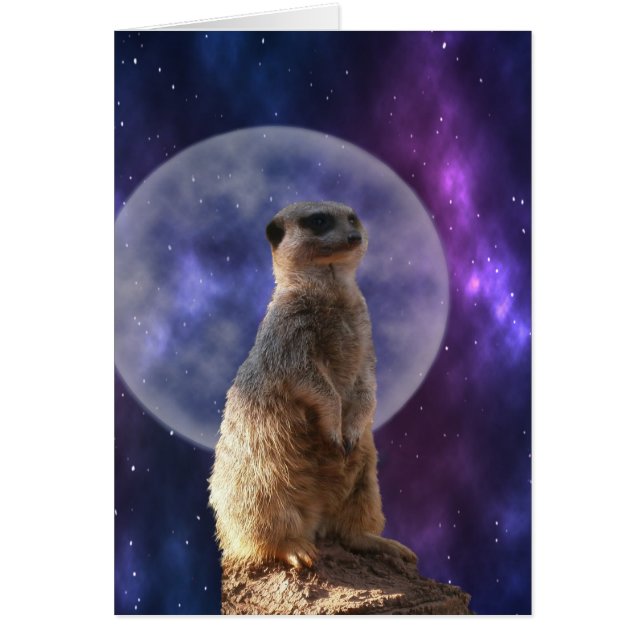 Meerkat auf Blue Full Moon Night, (Vorne)