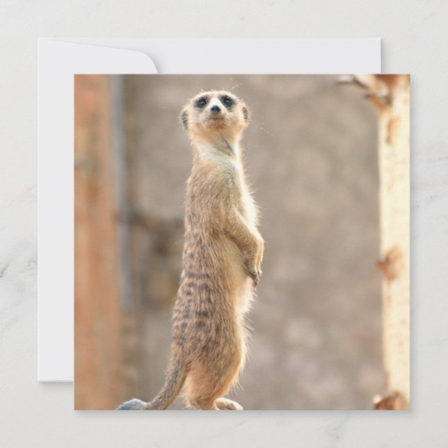Meerkat auf Einladungen (Vorderseite)