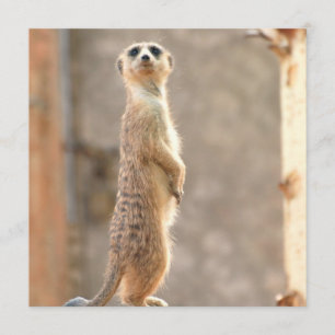 Meerkat auf Einladungen