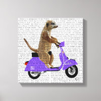Meerkat auf Lilac Moped