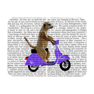Meerkat auf Lilac Moped Magnet