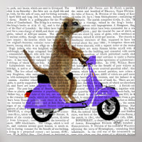 Meerkat auf Lilac Moped