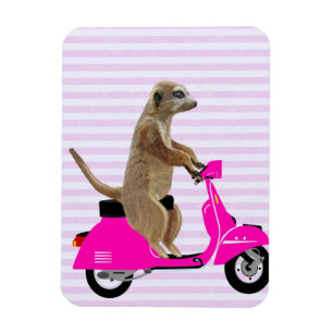 Meerkat auf rosa Moped 2 Magnet