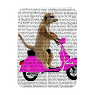 Meerkat auf rosa Moped Magnet