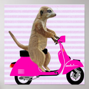 Meerkat auf rosa Moped Poster