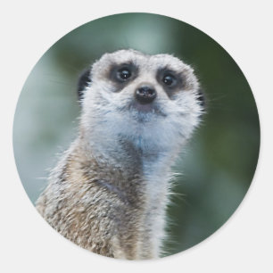 Meerkat Aufkleber