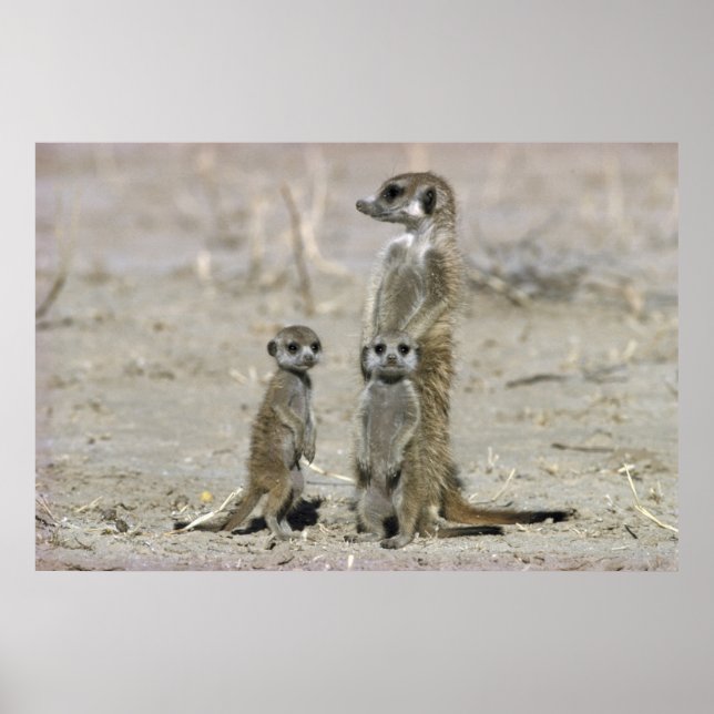 Meerkat Baby Sitter und Jungtiere (Suricata Surica Poster (Vorne)