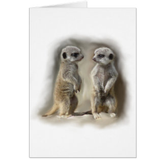 Meerkat Babyzwillinge
