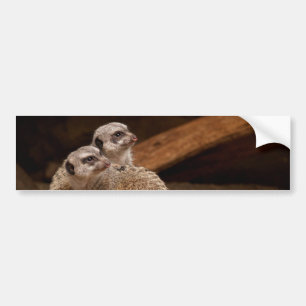 Meerkat Background Autoaufkleber
