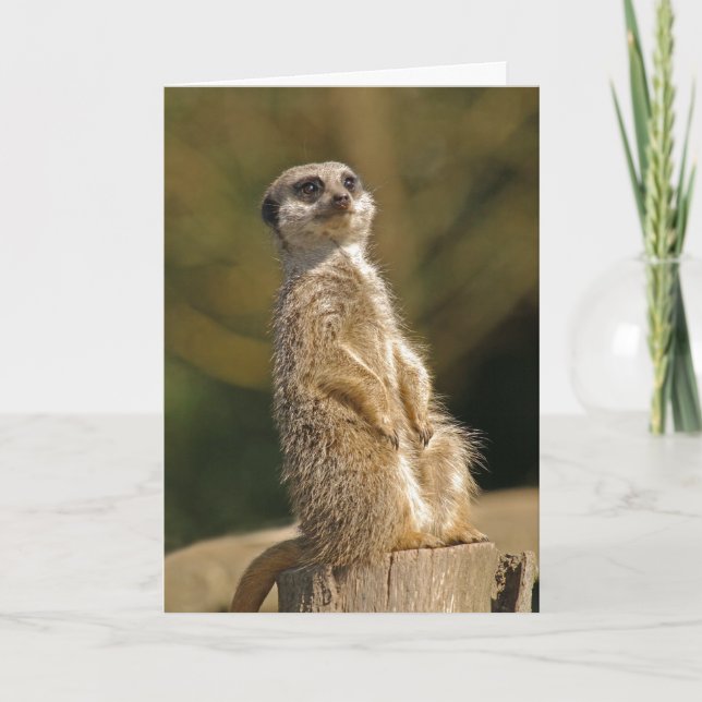 Meerkat Birthday Card Karte (Vorderseite)