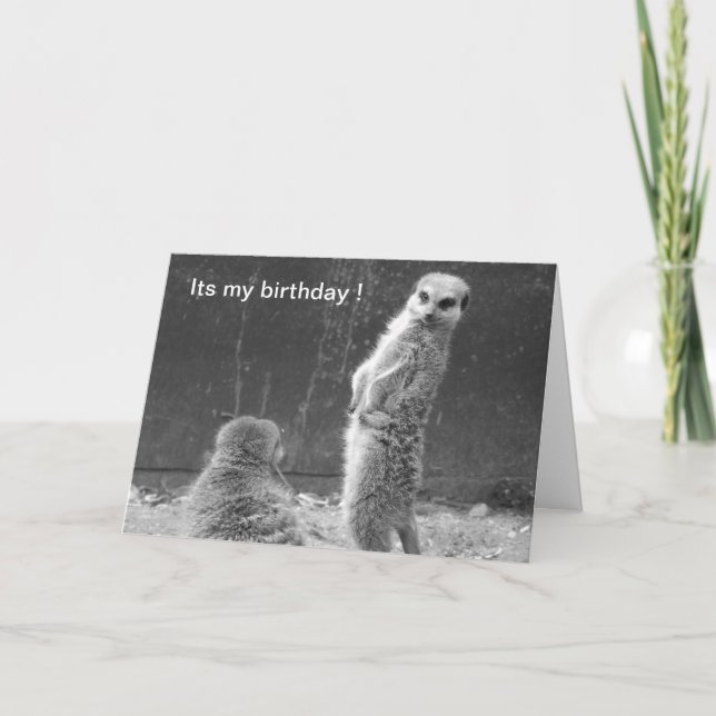 Meerkat Birthday Card Karte (Vorderseite)