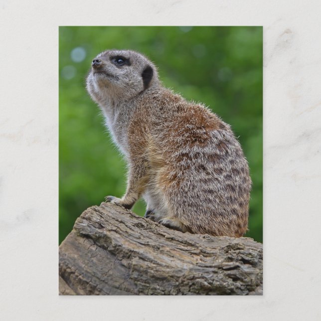 Meerkat Bokeh Postcard Postkarte (Vorderseite)