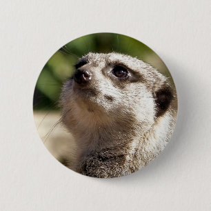 MEERKAT BUTTON