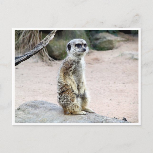 Meerkat-Chirurgie Postkarte (Vorderseite)