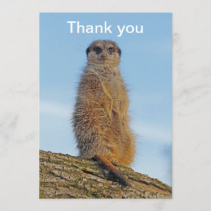 Meerkat Dankeskarte