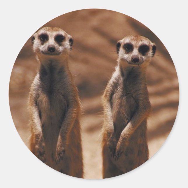 Meerkat Duo Runder Aufkleber (Vorderseite)