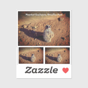 Meerkat Enclosure, Drusillas Park Sticker