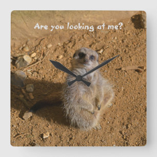 Meerkat Enclosure Funny Drusillas Park Quadratische Wanduhr