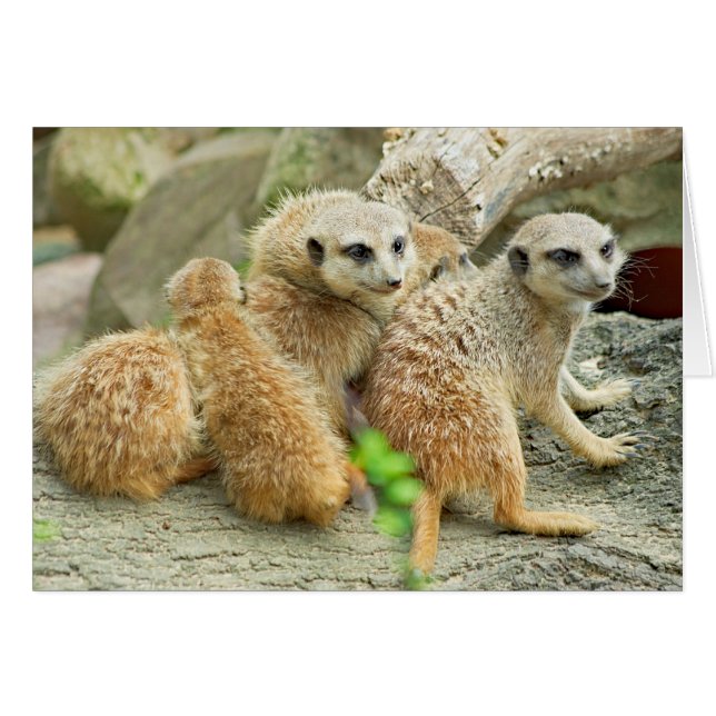 Meerkat Family - Karte (Vorderseite (Horizontal))