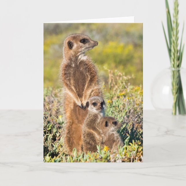 Meerkat Family Portrait Karte (Vorderseite)